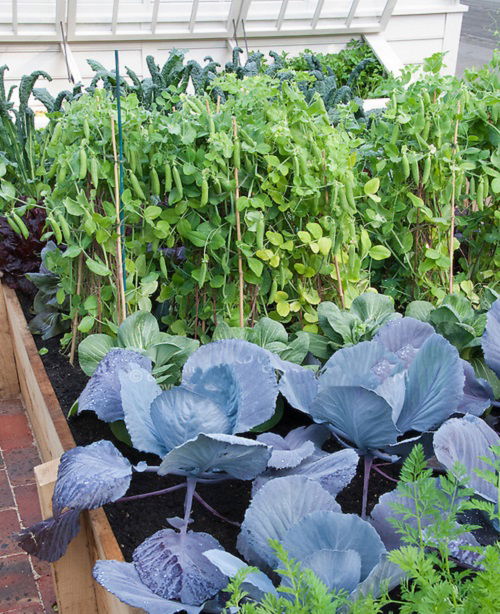 peas and okra together