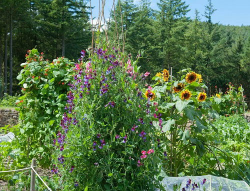 Peas are Sunflower Companion Vegetables