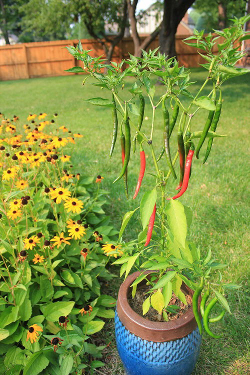 Vegetables You Should Always Grow Separately 