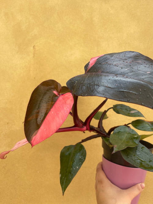 Pink Princess Philodendron Care