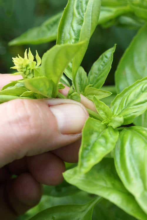 Basil Harvesting Tricks No One Ever Told You