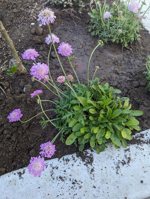  Flowers to Plant in September