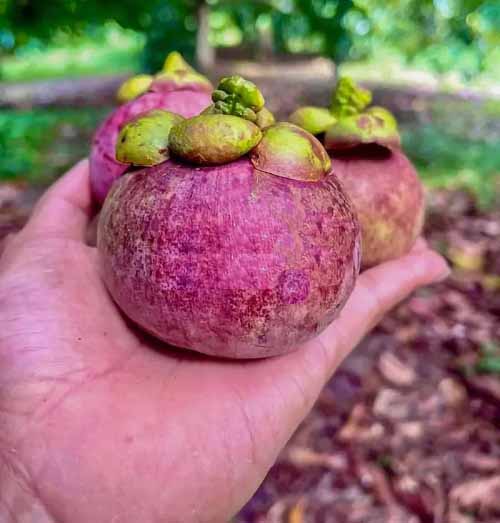 best pink fruits 20