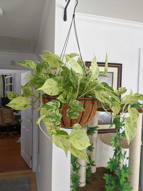 Growing Pothos in Hanging Baskets