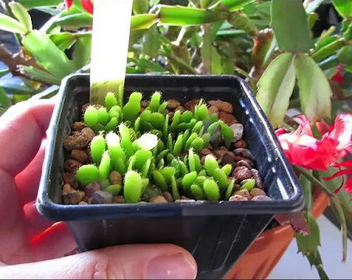 Ways to Propagate Christmas Cactus from seed 