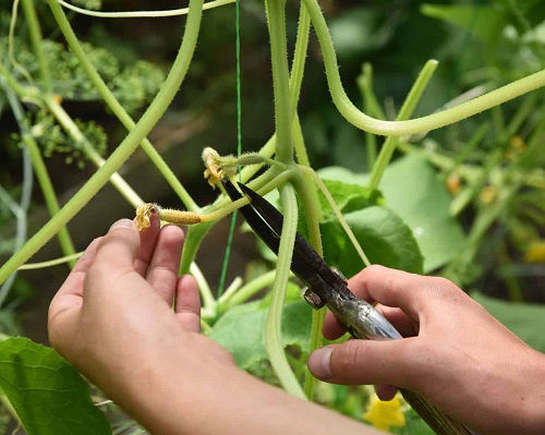 Selective prunning Cucumber Plants