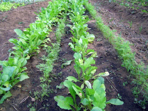 radish and carrot companion planting