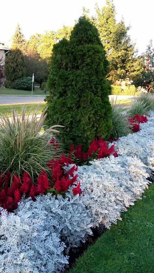 Landscape design concepts for Dusty Miller gardens 