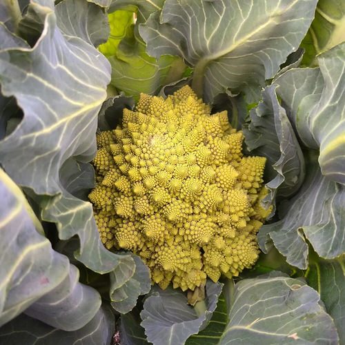 Romanesco Broccoli Care