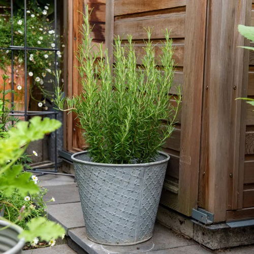 Rosemary Companion Plants for Carrots