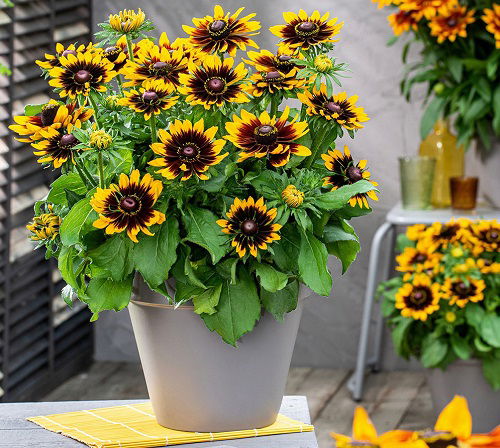 Rudbeckia are Sunflower Companion Plants