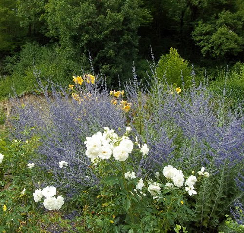 beautiful Companion Plants for Roses to Keep Pests Away