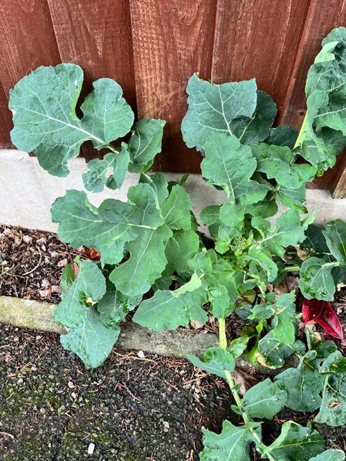 October Vegetables That Can Withstand Frost