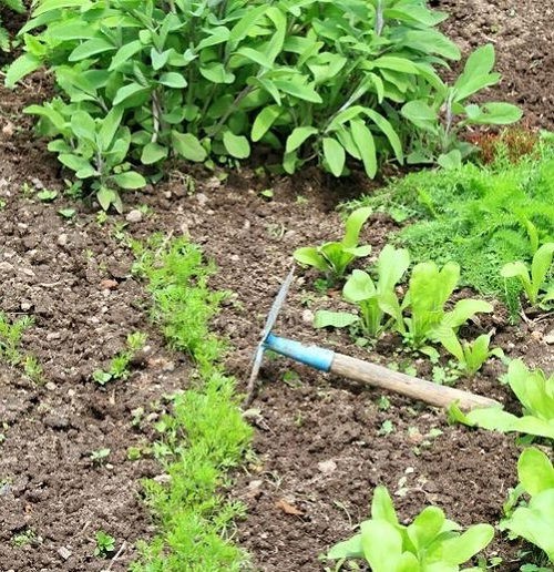 sage Companion Plants for Carrots