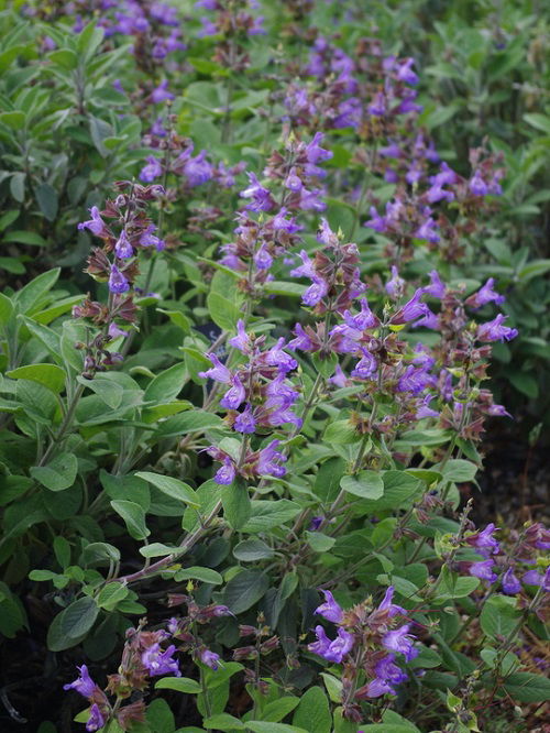 Sage Are Sunflower Companion Plants