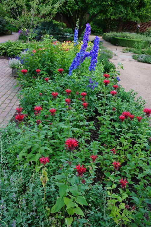 Salvia is Bee Balm Companion Plants