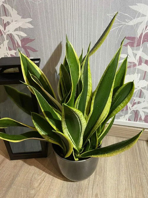 Types of Snake Plant -Sansevieria ‘Black gold’