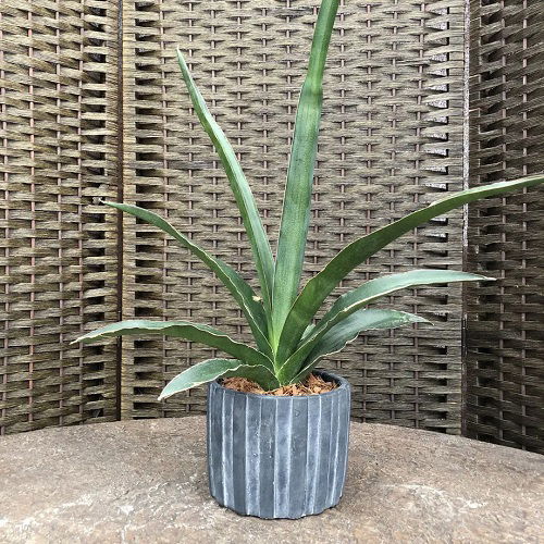 Types of Snake Plant -Sansevieria ‘Desert’