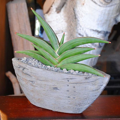 Types of Snake Plant-Sansevieria Ehrenbergii ‘Blue Sansevieria’