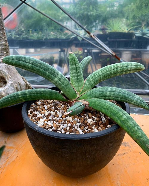 Types of Snake Plant-Sansevieria Eillensis Chahin