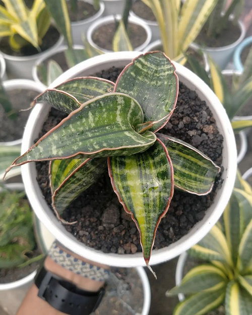 Types of Snake Plant -Sansevieria fischeri