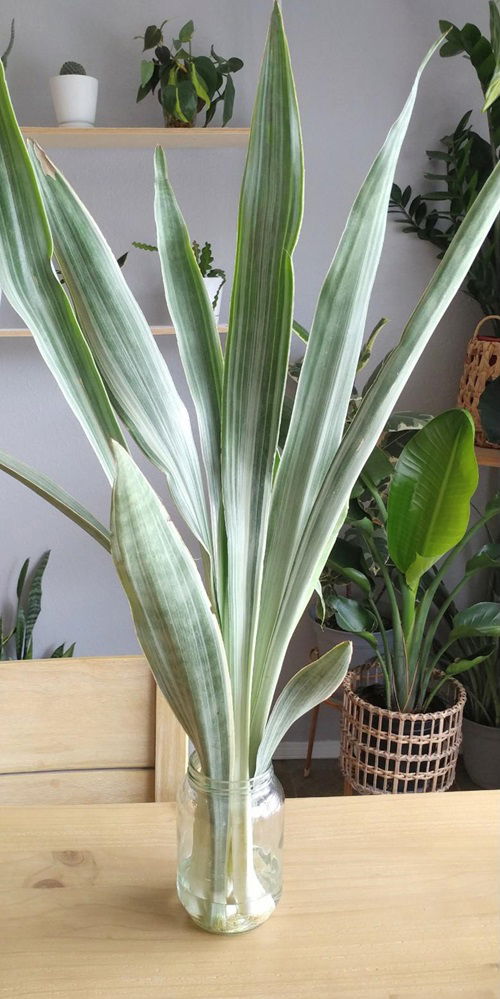 best Snake Plant Varieties You Can Grow Just In Water