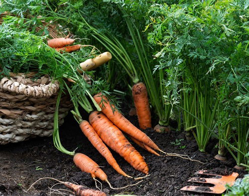 carrots Sunflower Companion Vegetables