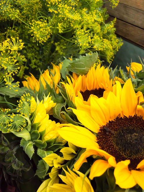 Dill are Sunflower Companion Plants