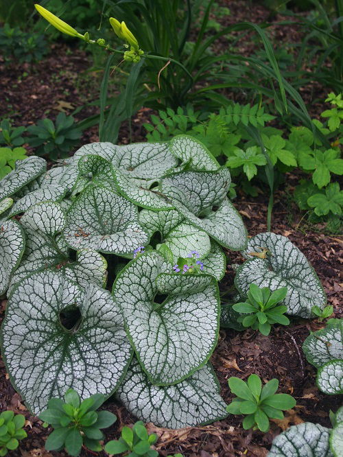 Coral Bells Companion Plants 5