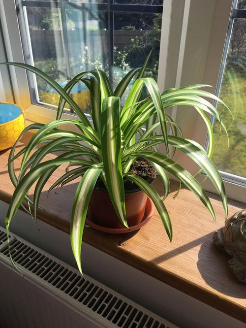 Spider Plants that Are Too Young