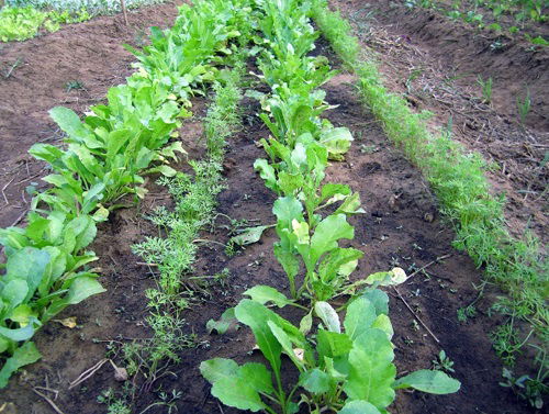 radish Companion Plants for Carrots