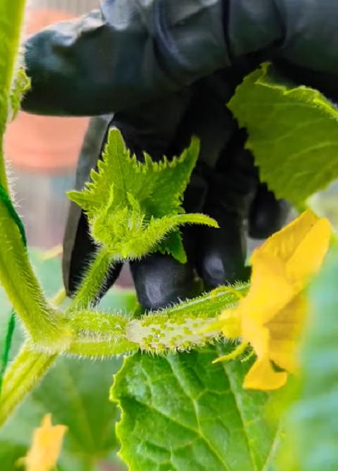 Sucker Prune Cucumber Plants