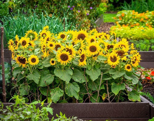  Sunflower Companion Plants