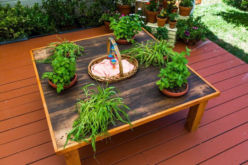 Tabletop Cat Garden Idea