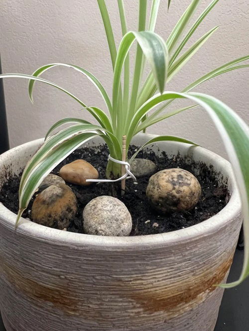 Spider plants grow best in warm temperatures and medium to high humidity