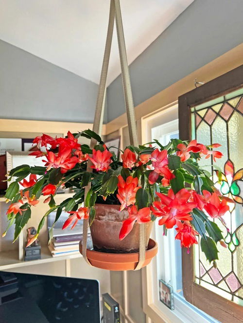 lovely Hanging Cactus