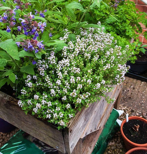 thyme Companion Plants for Carrots