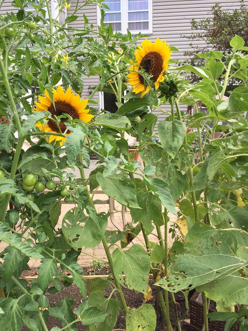 Tamatoes are Sunflower Companion Vegetables