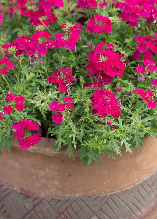 verbena are Sunflower Companion Plants