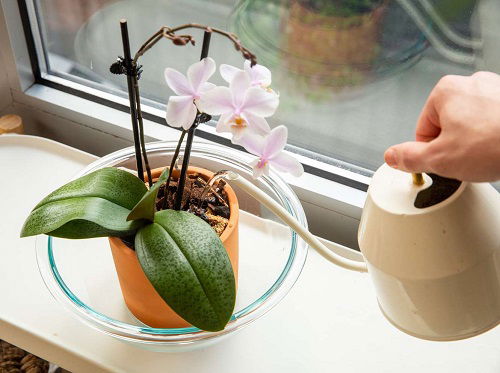 What to with Orchids After they Bloom 3