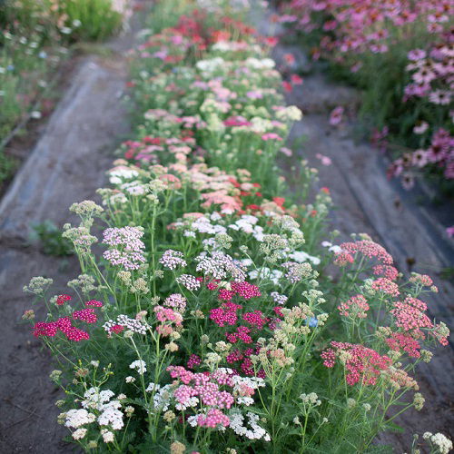 yarrow are Sunflower Companion Plants