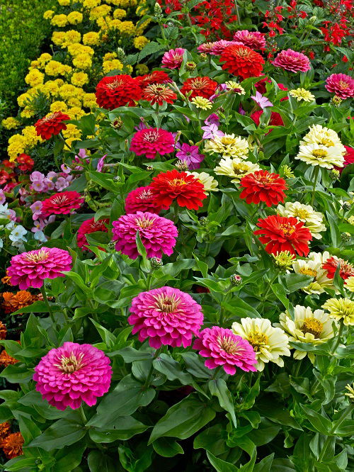 zinnias is Bee Balm Companion Plants